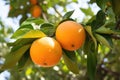 bitter orange fruit on a tree branch Royalty Free Stock Photo