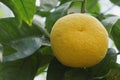 Yellow Bitter orange fruit on a tree Royalty Free Stock Photo