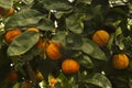 Bitter orange, Seville orange Citrus  aurantium. Royalty Free Stock Photo