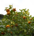 Sour Orange - bigarade orange tree in the detail Royalty Free Stock Photo