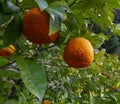 Bitter orange, Sour Orange - bigarade orange tree Royalty Free Stock Photo