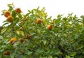 Bitter orange, Sour Orange - bigarade orange tree Royalty Free Stock Photo