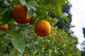 Bitter orange, Sour Orange - bigarade orange tree Royalty Free Stock Photo