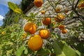 Sour Orange - bigarade orange tree in the detail Royalty Free Stock Photo