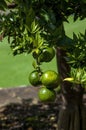 Unripe fruit of a Citris X aurantium Myrtifolia or chinotto orange tree