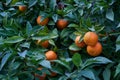 Bitter orange tree Citrus aurantium Royalty Free Stock Photo