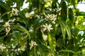 Bitter orange tree flowers and fruits