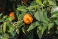 Bitter orange tree with ripe orange fruit Royalty Free Stock Photo