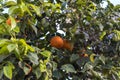 Bitter orange tree with ripe orange fruit on it Royalty Free Stock Photo