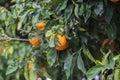 Bitter orange tree with ripe orange fruit Royalty Free Stock Photo