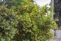 Bitter orange tree with ripe orange fruit Royalty Free Stock Photo