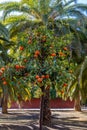 A bitter orange tree in Seville, laden with oranges used for marmalade making Royalty Free Stock Photo