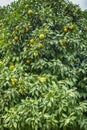 Bitter orange trees and the sky in Adana Turkey Royalty Free Stock Photo