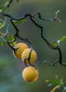 Bitter Oranges on Black Branches