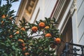 Bitter oranges growing on a branches of a Citrus aurantium tree Royalty Free Stock Photo