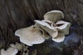 Bitter Oyster Mushroom