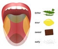 Bitter Sour Sweet Salty Tongue Taste Map Royalty Free Stock Photo