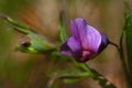 Bitter Vetch Flowers