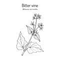 Bitter vine, or american rope Mikania micrantha , medicinal plant Royalty Free Stock Photo
