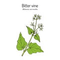 Bitter vine, or american rope Mikania micrantha , medicinal plant Royalty Free Stock Photo
