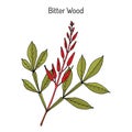 Bitter-wood, Quassia amara Royalty Free Stock Photo