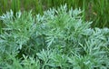 Bitter wormwood Artemisia absinthium bush grows in nature Royalty Free Stock Photo