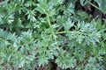 Bitter wormwood Artemisia absinthium bush grows in nature