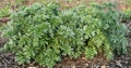 Bitter wormwood Artemisia absinthium bush grows in nature