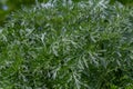 Bitter wormwood Artemisia absinthium bush grows in the wild Royalty Free Stock Photo