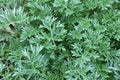 Bitter wormwood Artemisia absinthium bush grows in nature