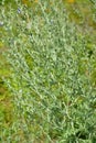 Bitter wormwood Artemisia absinthium L.. Flowering plant Royalty Free Stock Photo