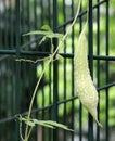 Bittergourd Royalty Free Stock Photo