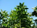 Bitterleaf tree, Nan Fui Chao and blue sky background Royalty Free Stock Photo