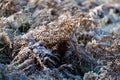 Hoarfrost on withered ferns on a frosty, cold day.