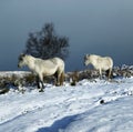 Herd of ponies in the snow on Dartmoor Royalty Free Stock Photo