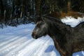 Herd of ponies in the snow on Dartmoor Royalty Free Stock Photo