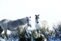 Herd of ponies in the snow on Dartmoor Royalty Free Stock Photo