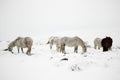 Dartmoor ponies in the snow Royalty Free Stock Photo