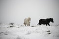 Dartmoor ponies in the snow Royalty Free Stock Photo