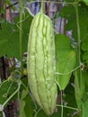 Bittermelon Gourd Royalty Free Stock Photo