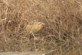 Bittern Royalty Free Stock Photo