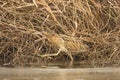 Bittern Royalty Free Stock Photo