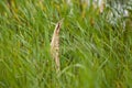 Bittern on the alert