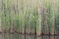 Bittern (Botaurus stellaris)