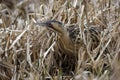 Bittern, Botaurus stellaris Royalty Free Stock Photo