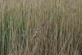 Bittern in a reedbed on the Somerset Levels Royalty Free Stock Photo