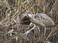 Bittern, Botaurus stellaris Royalty Free Stock Photo