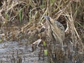 Bittern, Botaurus stellaris Royalty Free Stock Photo