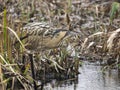 Bittern, Botaurus stellaris Royalty Free Stock Photo