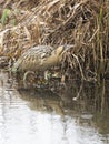 Bittern, Botaurus stellaris Royalty Free Stock Photo